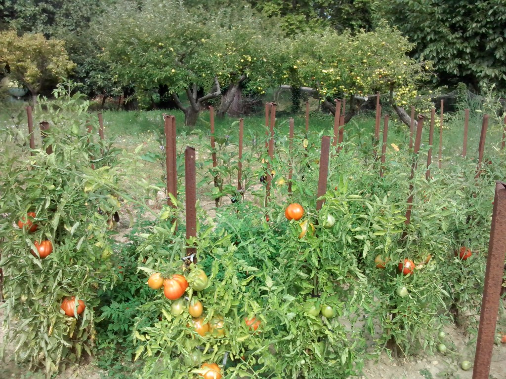 potager-tomates