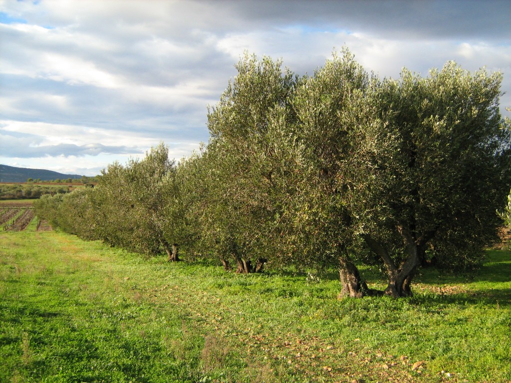champ-oliviers