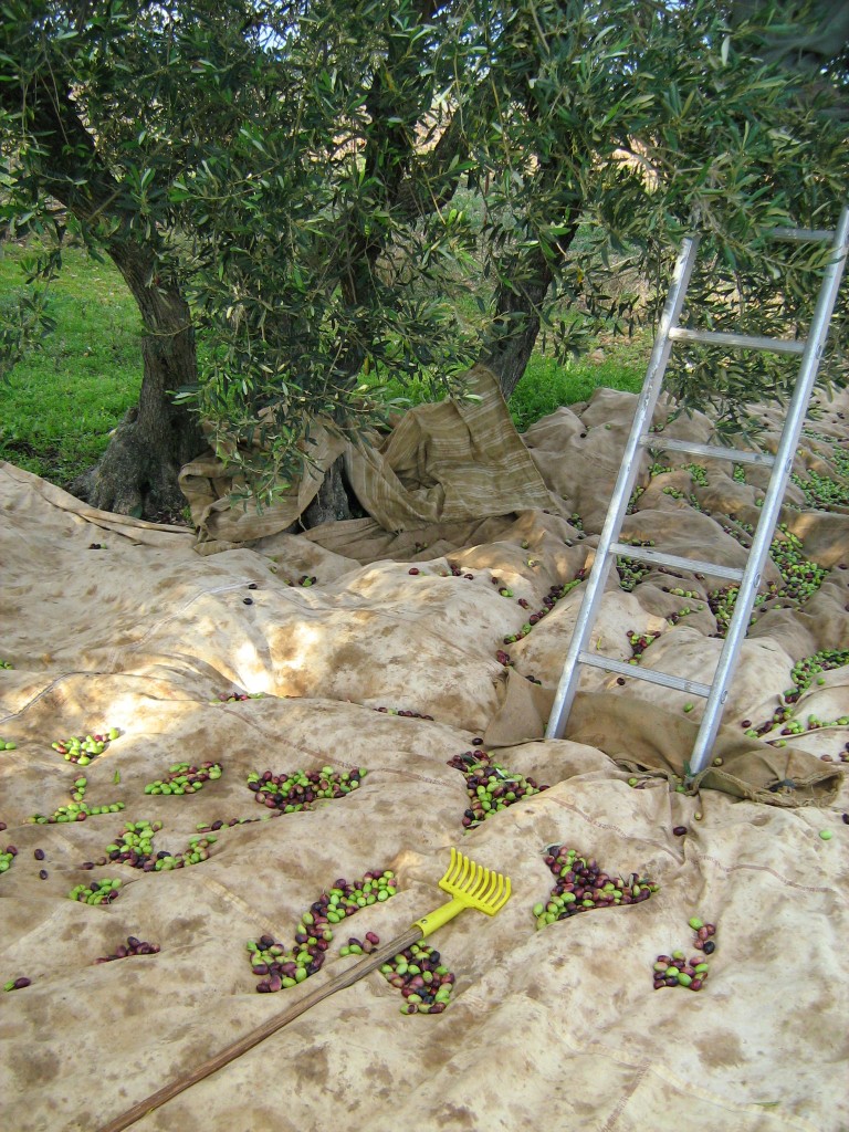 cueillette-olives