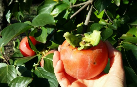 Astuce pour faire mûrir (rapidement) les kakis.