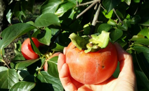 Astuce pour faire mûrir (rapidement) les kakis.