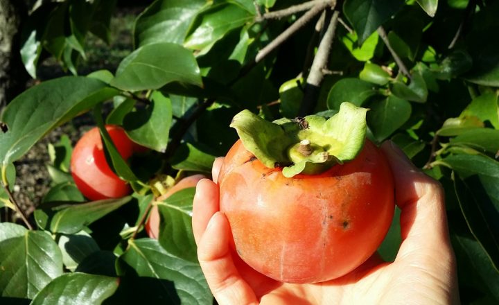 Astuce pour faire mûrir (rapidement) les kakis.