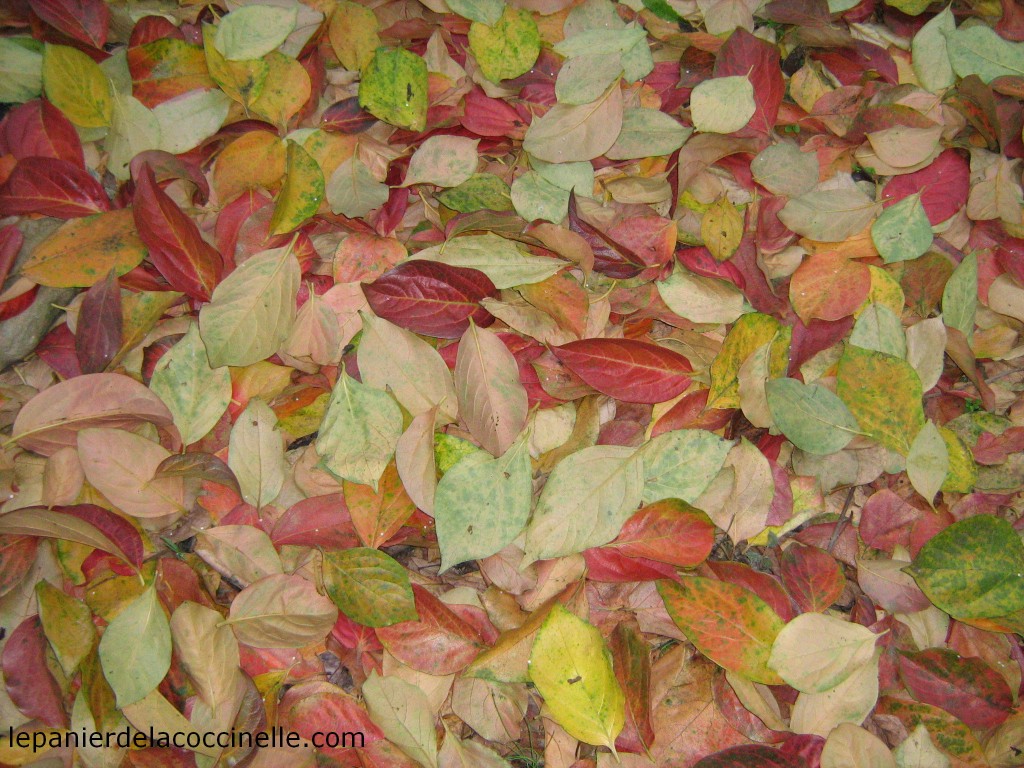 feuilles-automne
