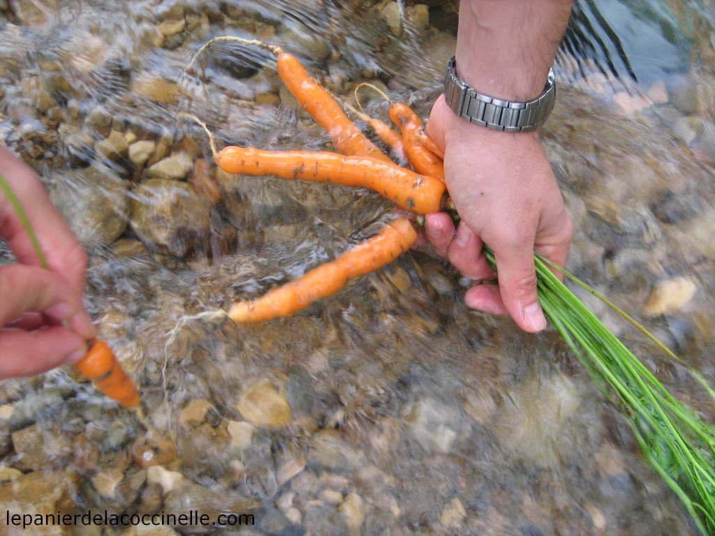 carottes-potager