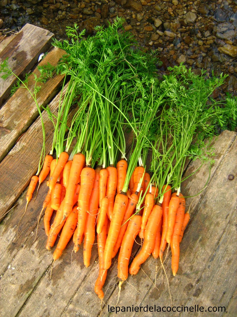 carottes-potager
