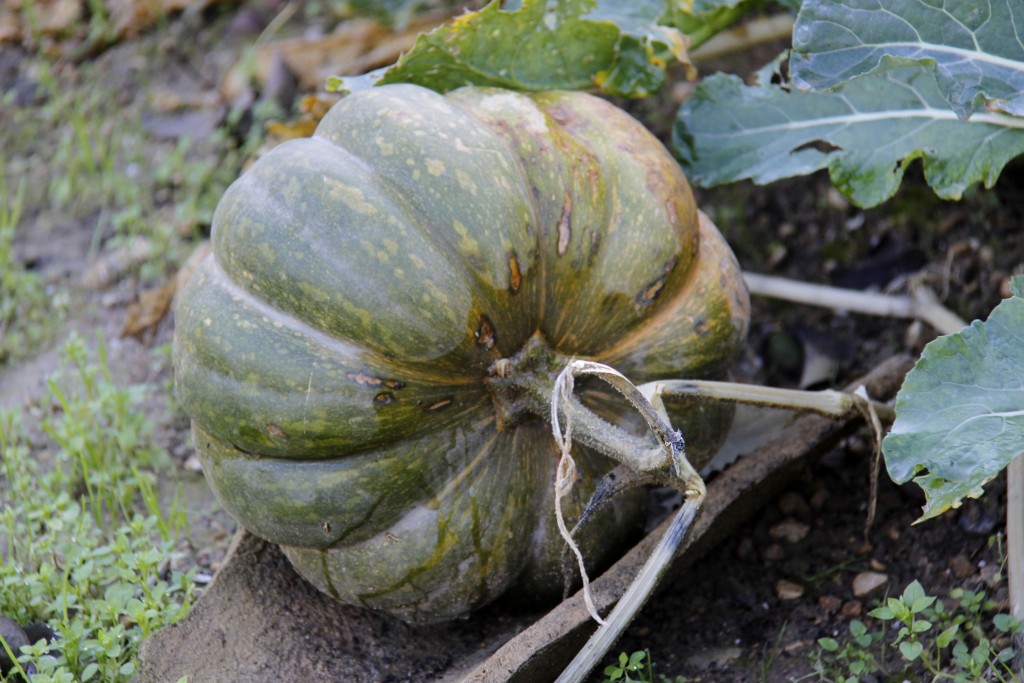 courge-potager