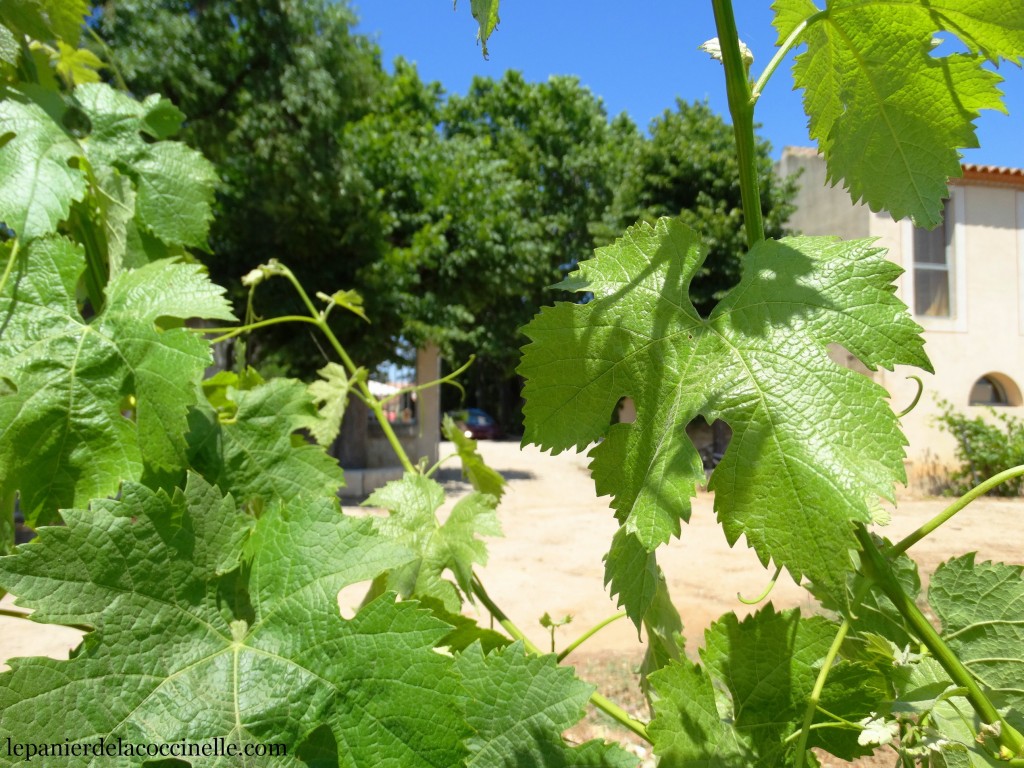vigne-Domaine-Enclos-de-la-Croix-vin-bio-Languedoc