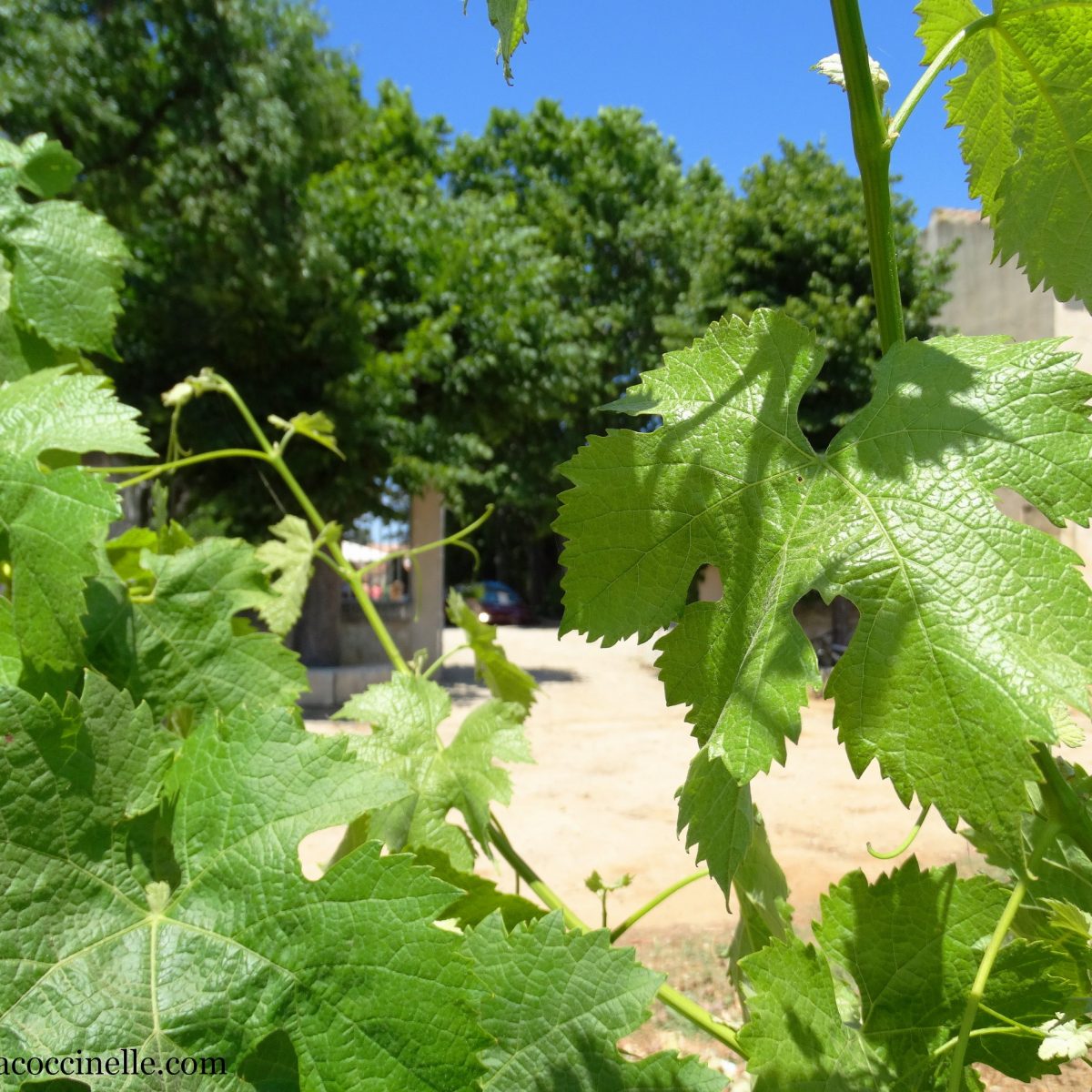 Enclos-de-la-Croix-200-ans (27)