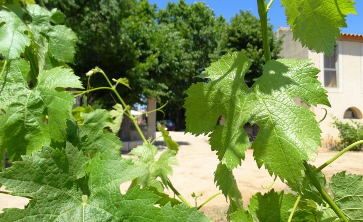 Enclos-de-la-Croix-200-ans (27)