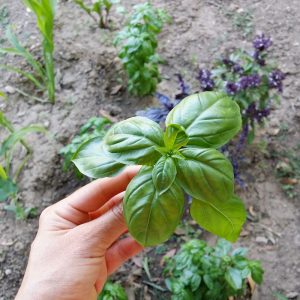 basilic-jardin-potager-bio-blogueuse-green
