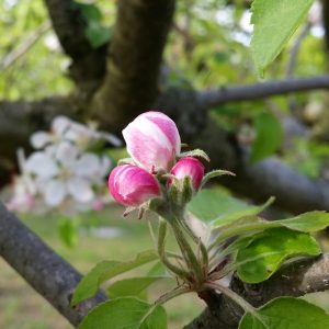 bourgeon-pommier-jardin-potager-bio