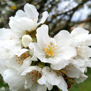 fleurs-cerisier-printemps-jardin-potager-bio
