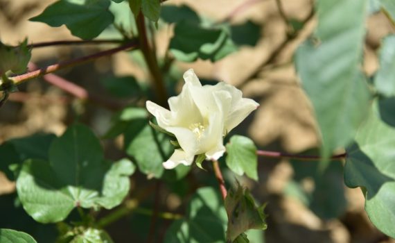 Jean Fil, le premier coton de France. Polo 100% made in France. Mademoiselle Coccinelle, blog mode éco responsable