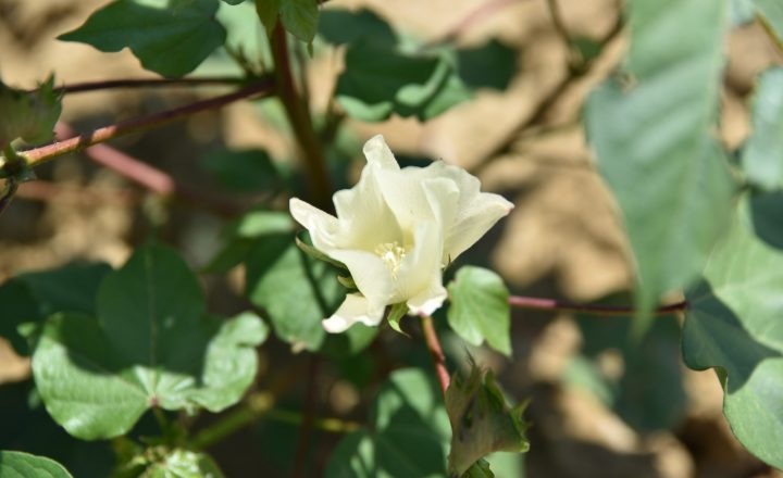 Jean Fil, le premier coton de France. Polo 100% made in France. Mademoiselle Coccinelle, blog mode éco responsable